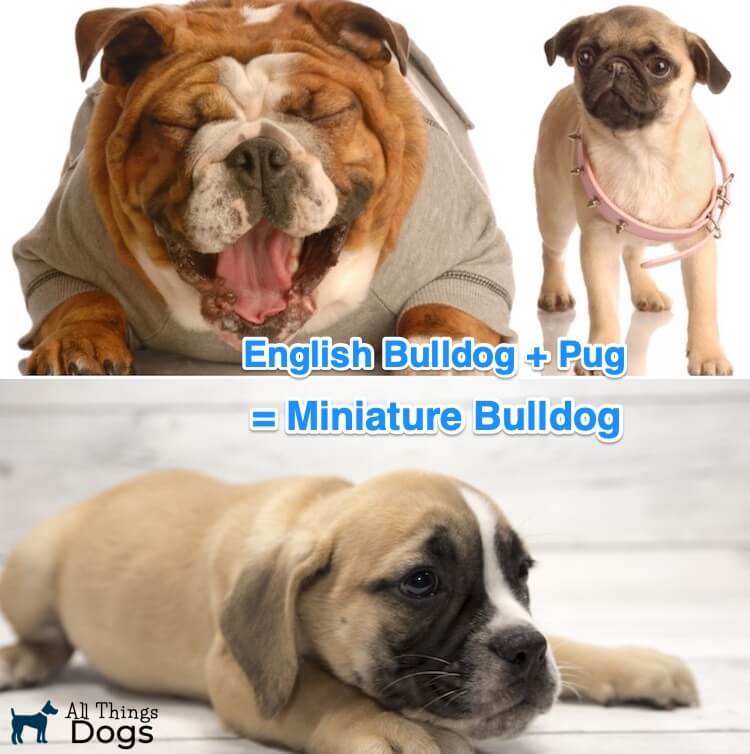 Bulldog Breeds Chart