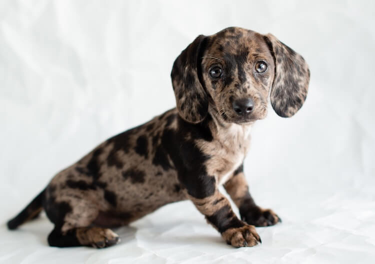 teacup dapple dachshund