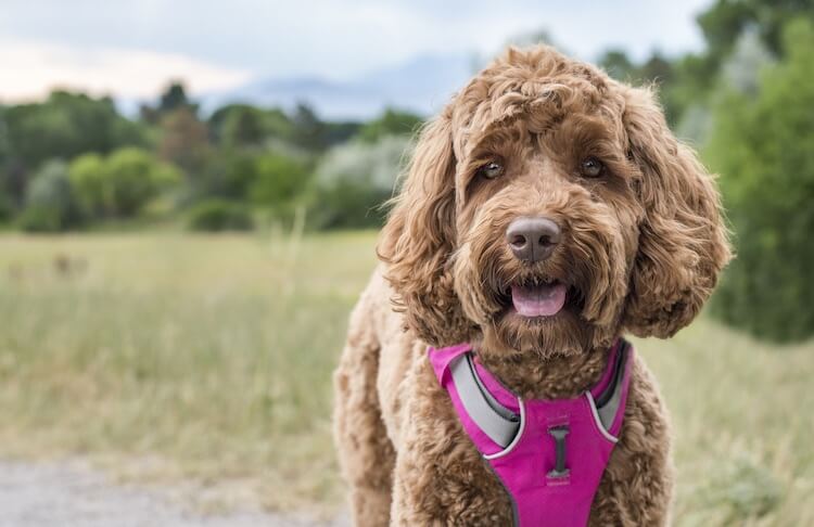 Labradoodle Color Chart