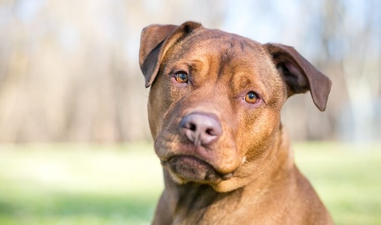 Pitbull Mix Dog