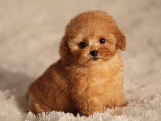 Puppy Toy Poodle