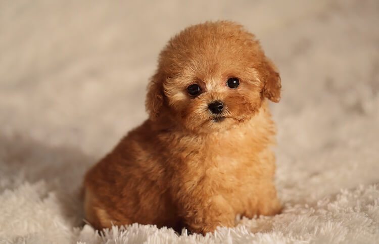Puppy Toy Poodle