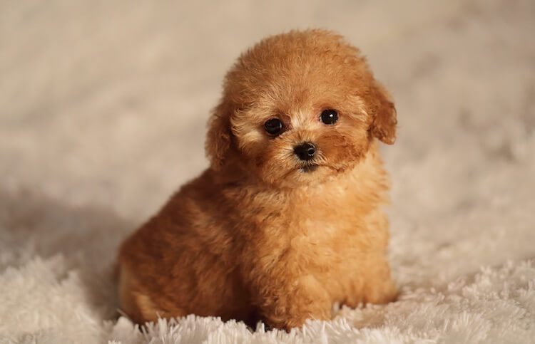 tiny poodle dog