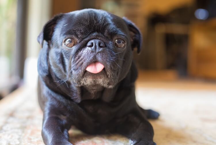 Senior Black Pug