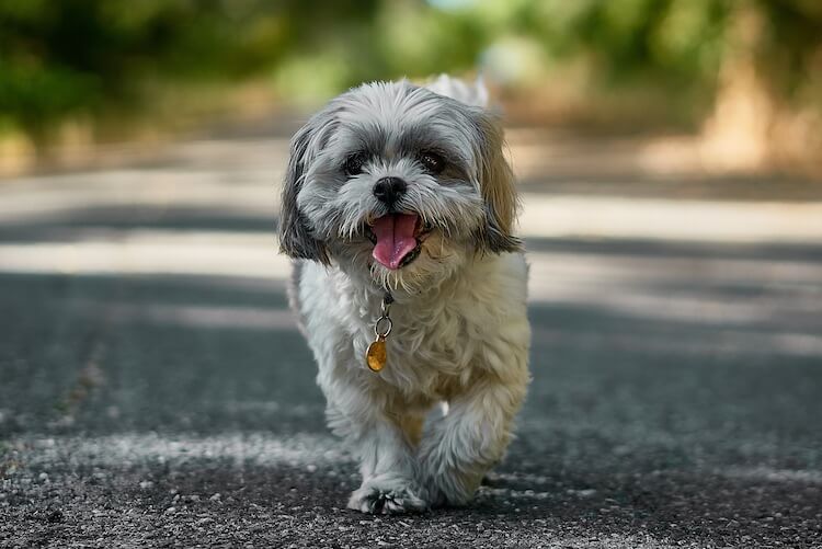 Shih-Poo Dog