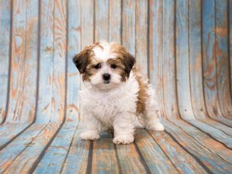 Shih Poo Feature