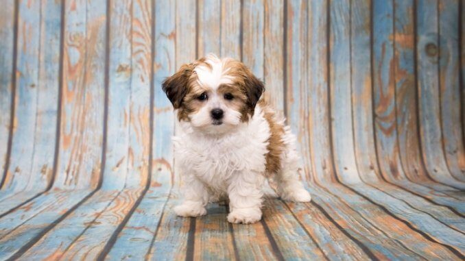 Shih Poo Feature