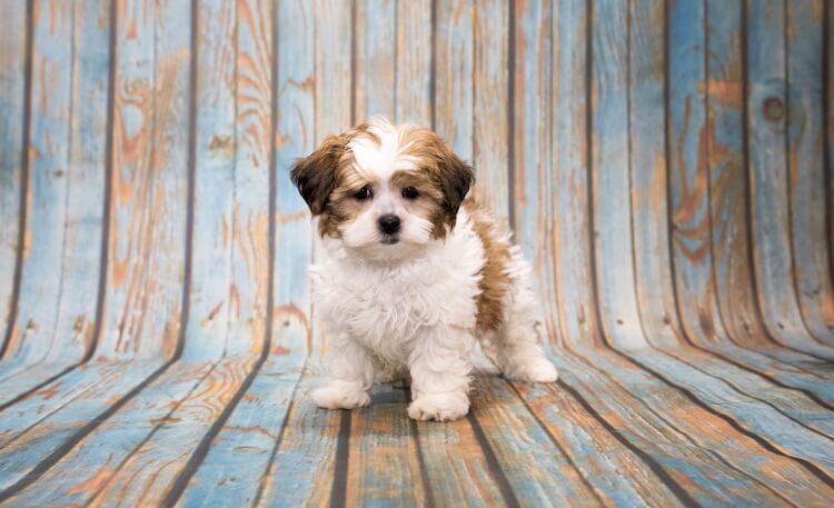 black and white shih poo puppies