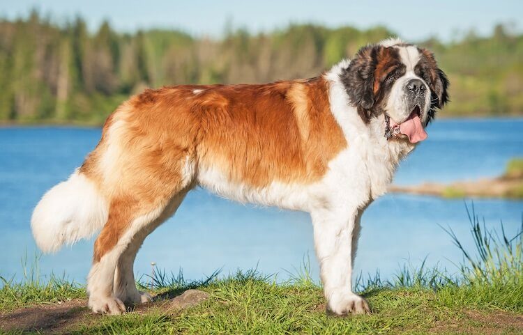 St Bernard