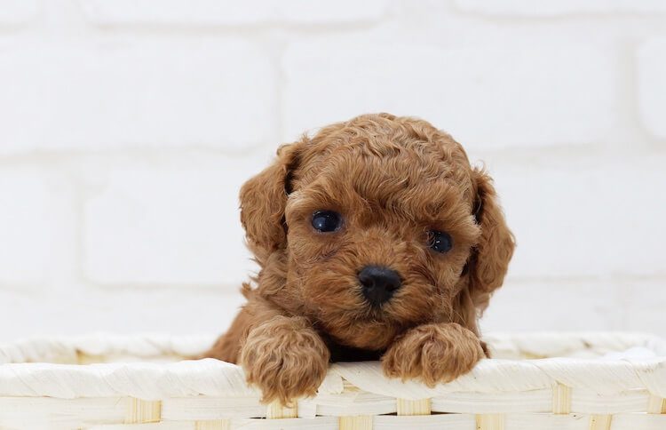 chocolate toy poodle puppy