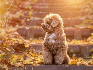 Toy Poodle Feature