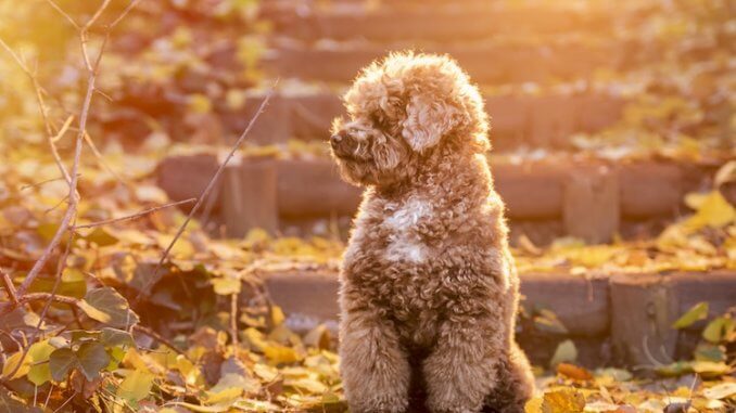 Toy Poodle Feature