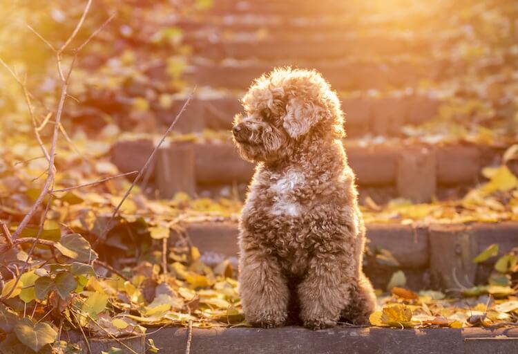 toy and miniature poodle