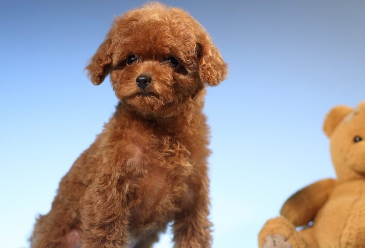 Toy Poodle Portrait