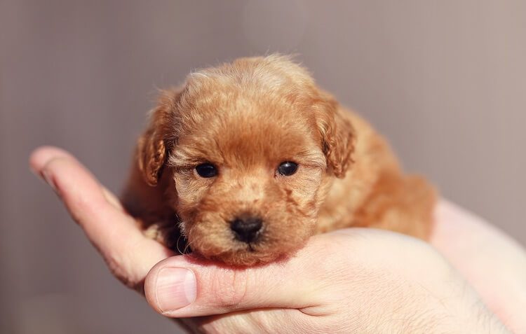 Toy Poodle Puppy