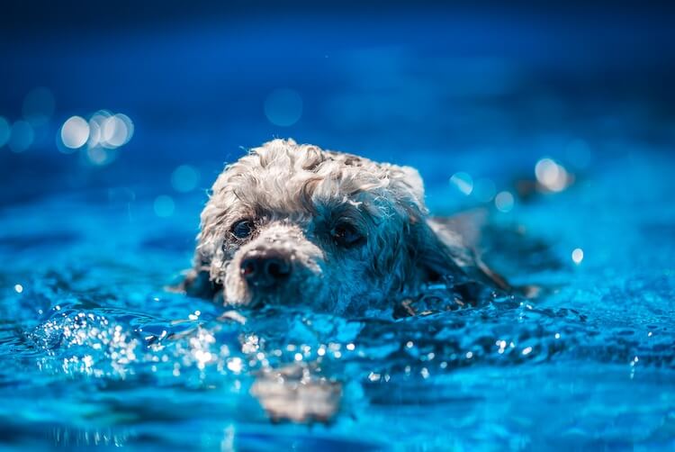 Toy Poodle Swimming