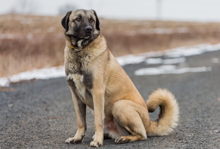 Turkish Mastiff Dog