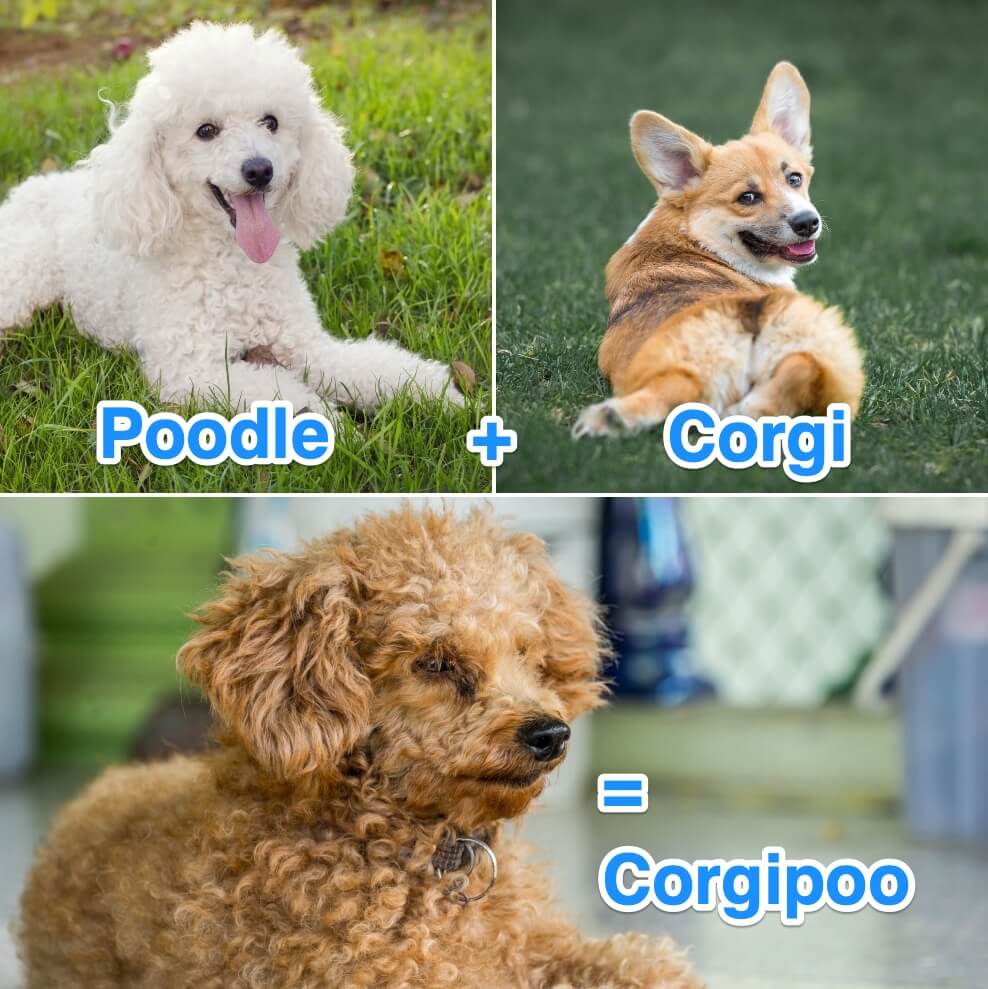 Corgi Age Chart