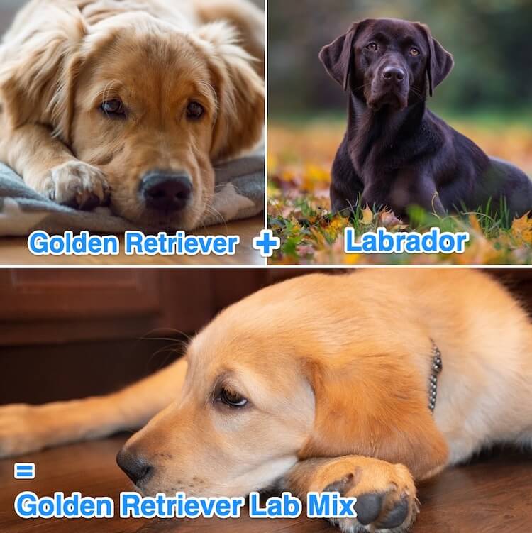 Yellow Lab Size Chart