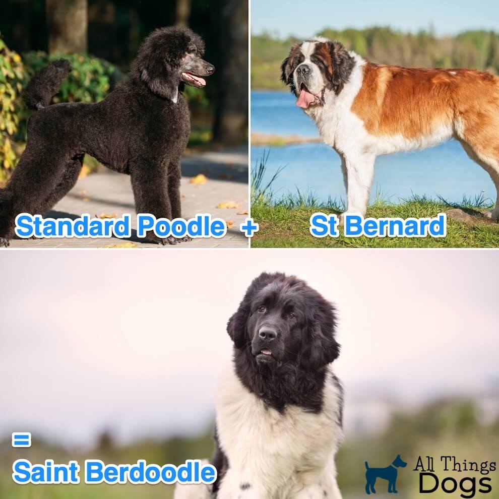 St Bernard Puppy Growth Chart