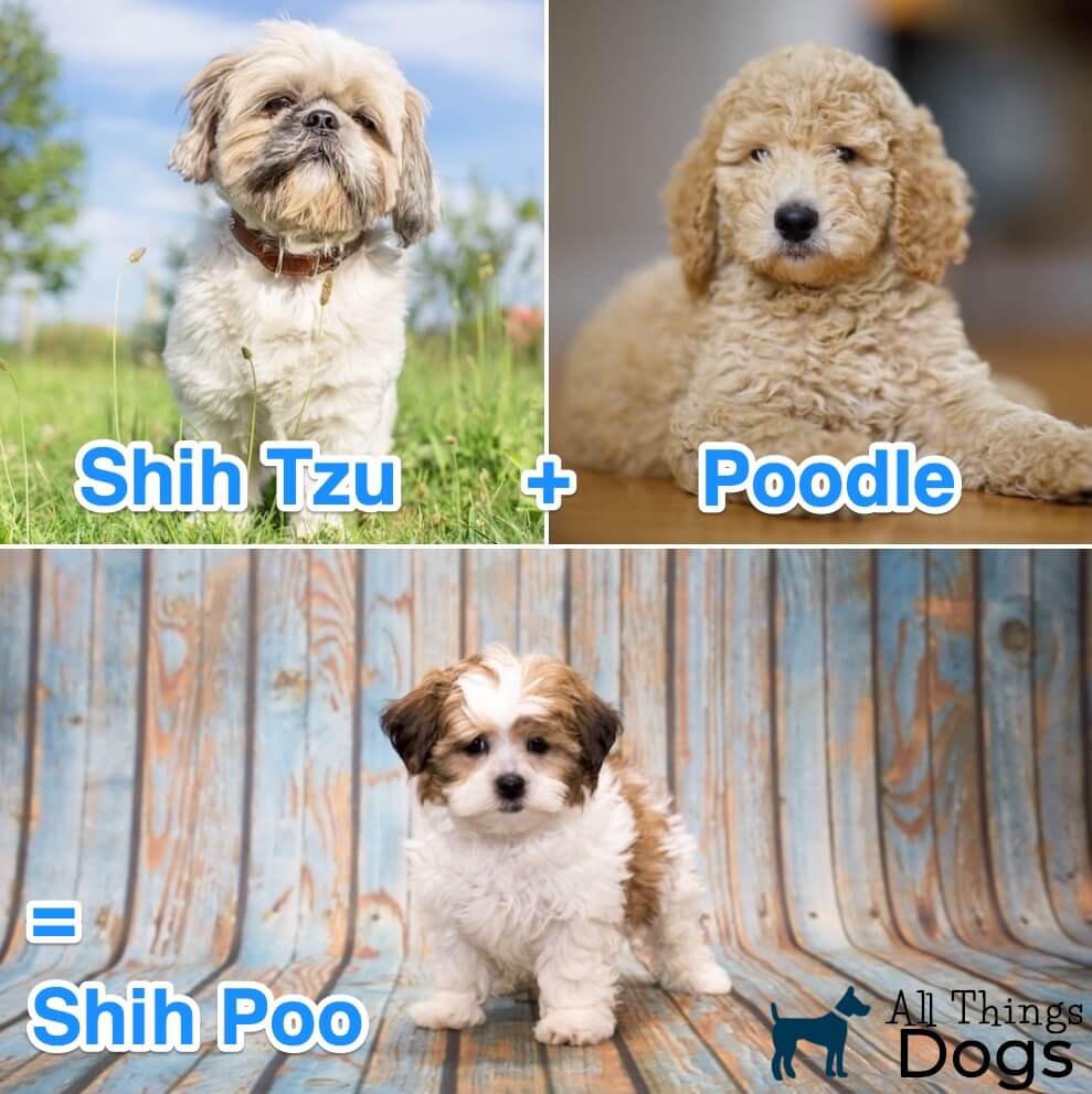 standard type shih tzu