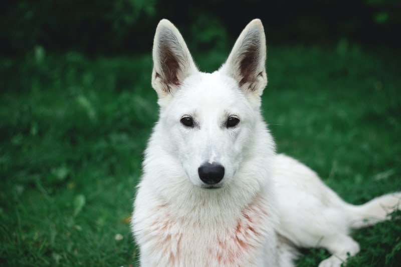 White German shepherd quietly sitting in the park and staring at the camera