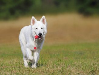 White German shepherd running over green grass