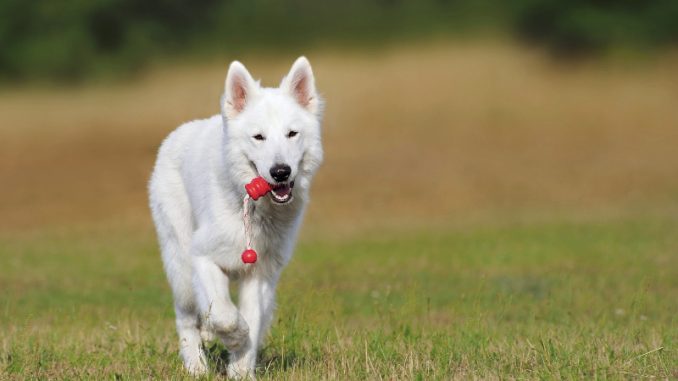 White German shepherd running over green grass