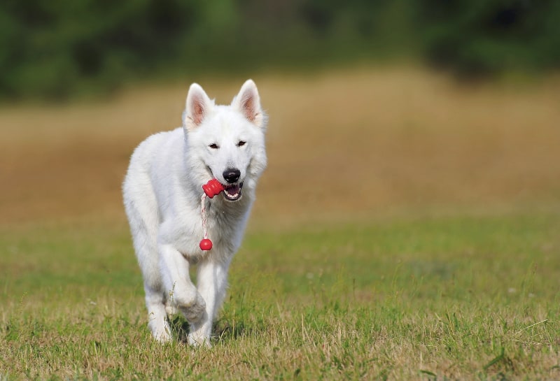 are there white german shepherd dogs