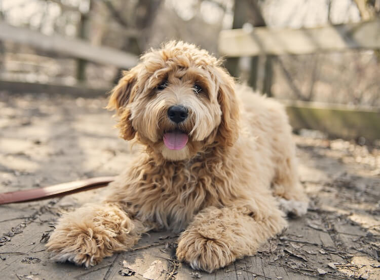 Labradoodle Growth Chart