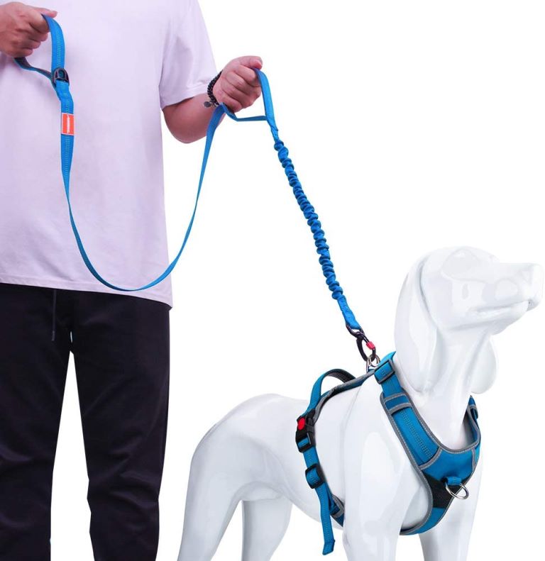 should a dog always wear a harness