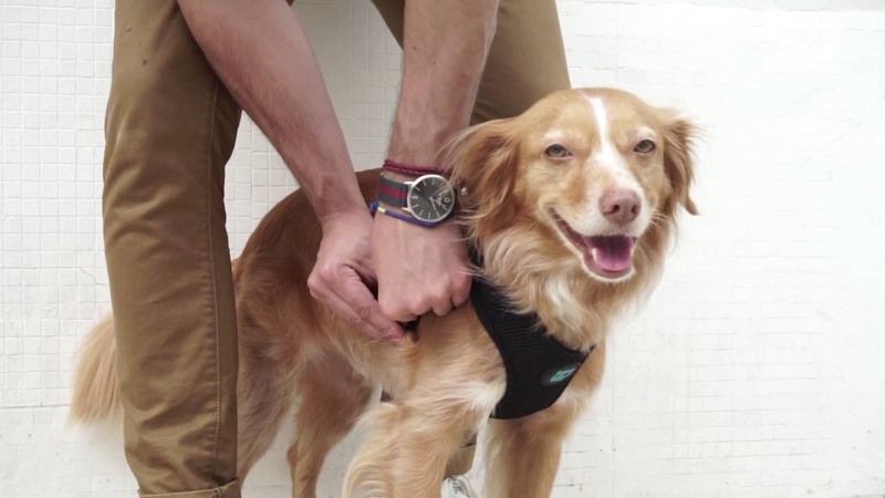 How To Put On A Dog Harness The Right Way Step By Step All Things Dogs