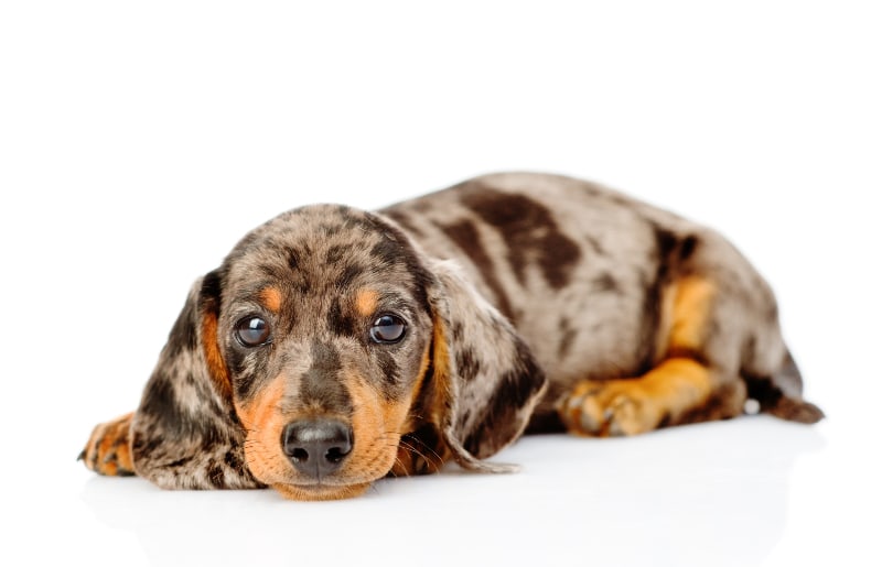 A dapple dachshund puppy looking at the camera isolated on white background
