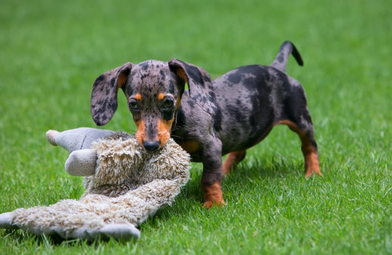 Adorable dapple dachshund happily playing with toy in the park