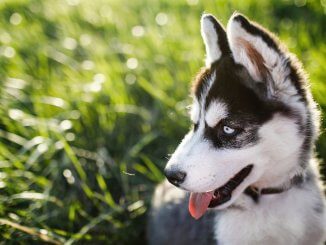 Alaskan Husky Feature