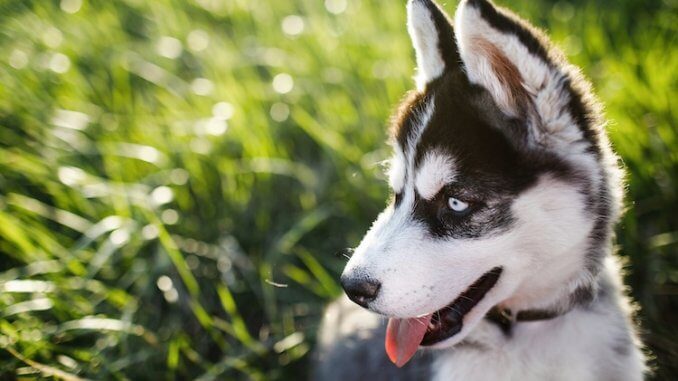 Alaskan Husky Feature