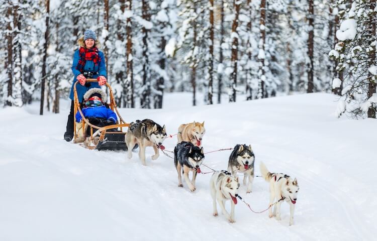 Alaskan Sled Dogs