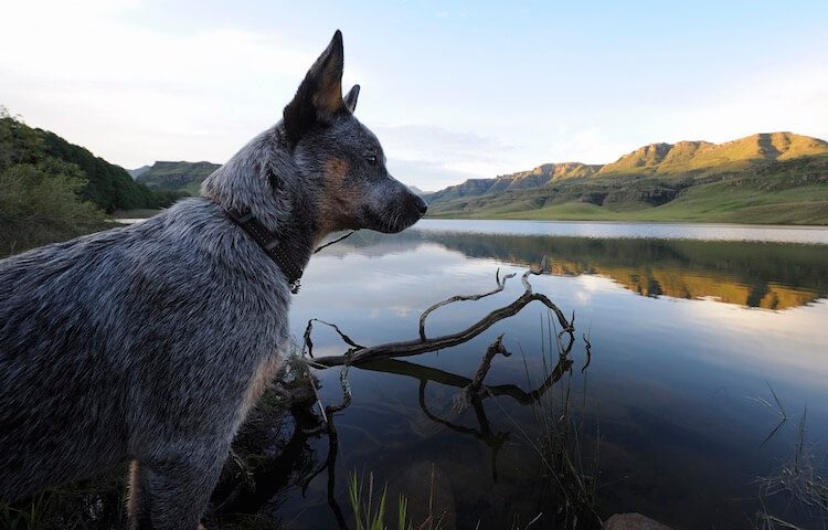 Australian Blue Heeler