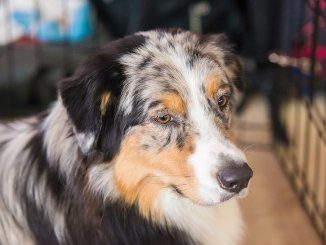 Australian Shepherd Mix Feature