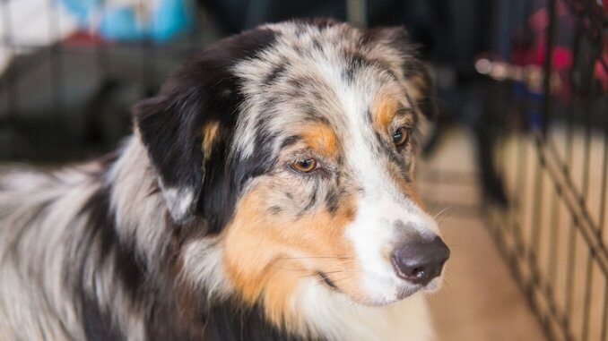 Australian Shepherd Mix Dogs: 9 Best Aussie Shepherd Cross Breeds All Things Dogs