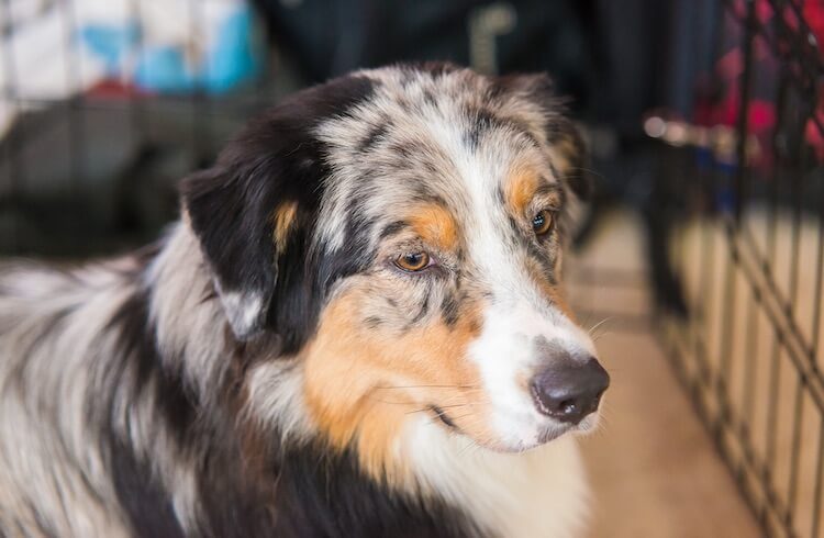 Australian Shepherd Mix Dogs 9 Best Aussie Shepherd Cross Breeds All Things Dogs All Things Dogs Australian Shepherd Mix Dogs 9 Best Aussie Shepherd Cross Breeds All Things Dogs All Things Dogs