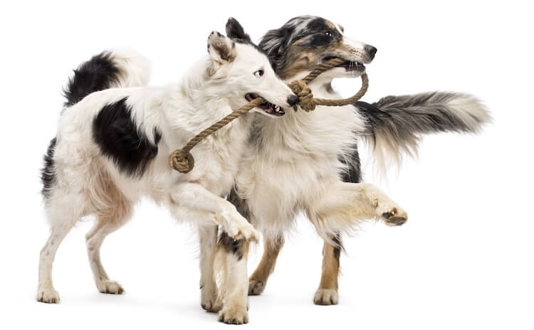 Australian Shepherd Border Collie Mix