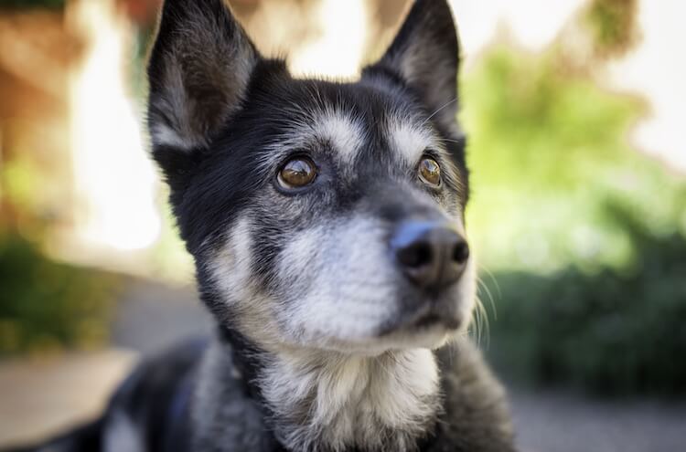 Australian Shepherd x Husky Cross