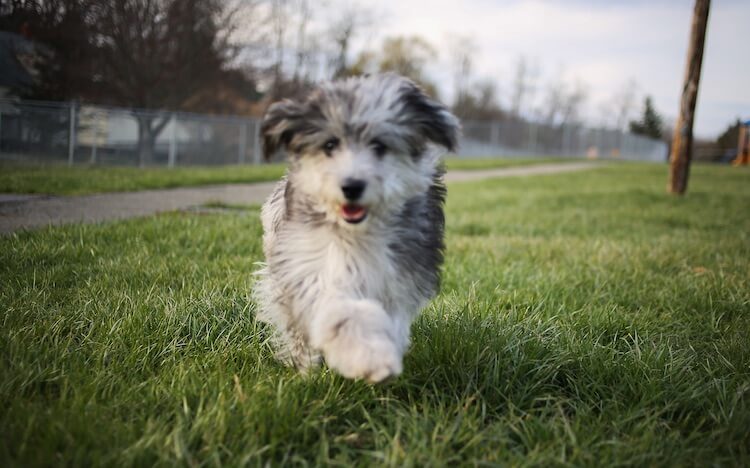 Australian Shepherd x Poodle Cross