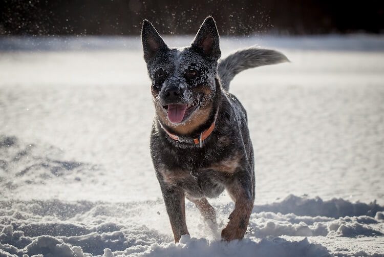 Blue Heeler Dog