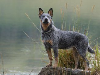 Blue Heeler Feature