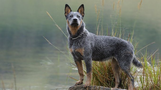 Blue Heeler Feature