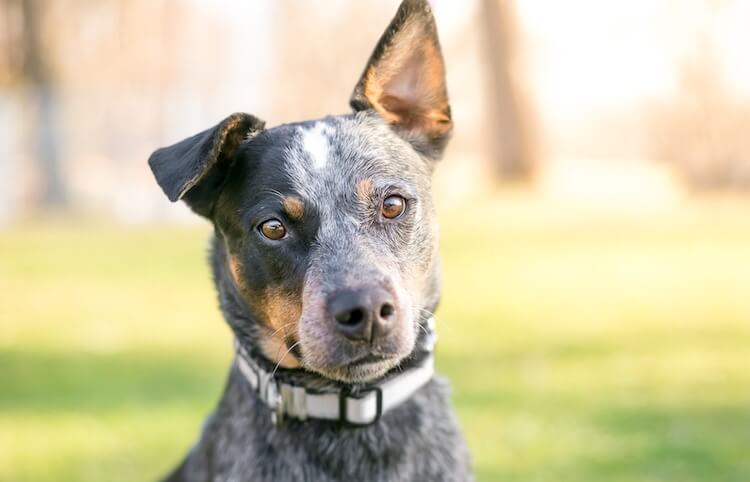 Blue Heeler Portrait