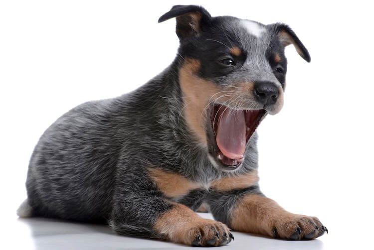 Blue Heeler Puppy