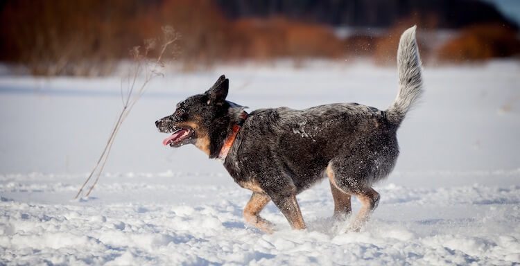 Blue Heeler Running